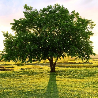 Gedenkbaum von Rodzice brat babcia ciocia i kuzyni für Wiktoria Cetera 