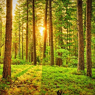 Gedenkwald von Christiane für Christel Tinnefeld 